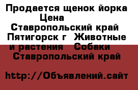 Продается щенок йорка › Цена ­ 6 000 - Ставропольский край, Пятигорск г. Животные и растения » Собаки   . Ставропольский край